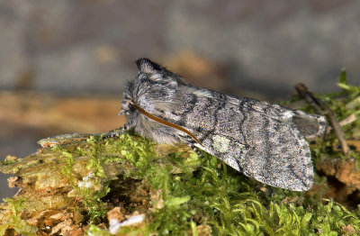 2164 Achlya flavicornis 2984.jpg