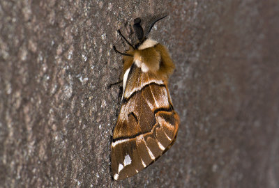1952  Endromis versicolora   2992.jpg