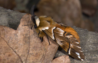 1952  Endromis versicolora   2993.jpg
