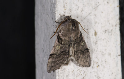 2164 Achlya flavicornis 2962.jpg