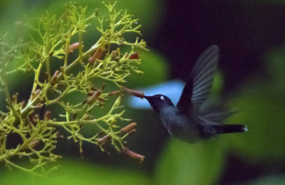 Violet-headed Hummingbird  6870.jpg