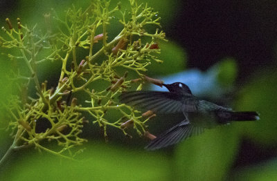Violet-headed Hummingbird  6871.jpg