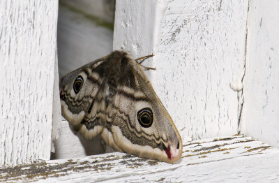 1957  Saturnia pavonia   3155.jpg
