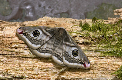 1957  Saturnia pavonia   3156.jpg
