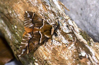 1952  Endromis versicolora   3312.jpg