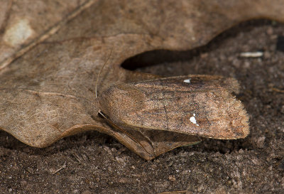 2776 Eupsilia transversa 3190.jpg