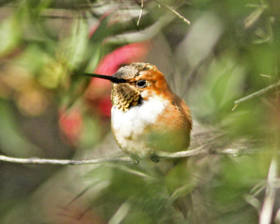 Allen's Hummingbird in Arboretum 2.jpg