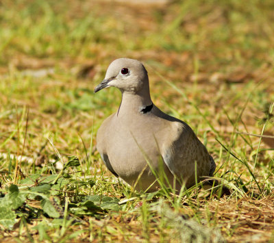 Eurasian Collar Dove at Morro Bay St Park.jpg