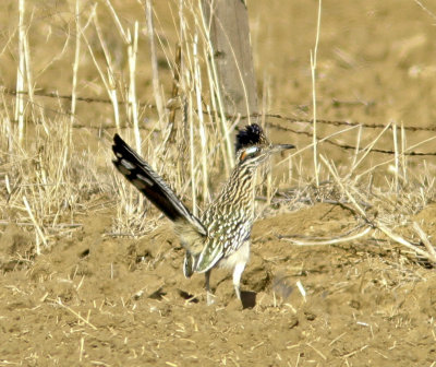 Greater Roadrunner 4 along Santa Ana Canyon Rd.jpg