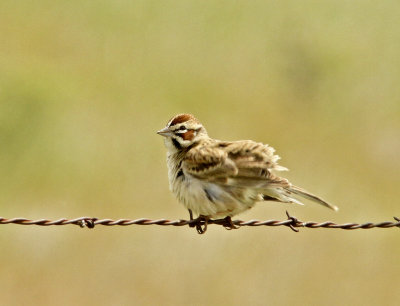 Lark Sparrow in Panoche Valley.jpg
