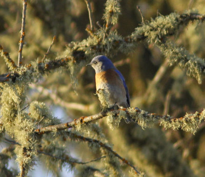 Western Bluebird 2 at Lake San Antonio.jpg