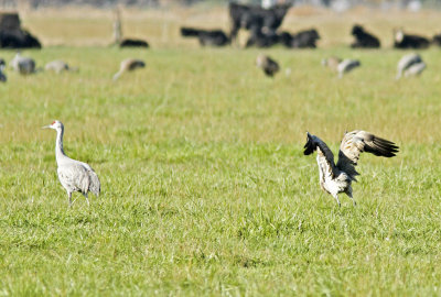 Dance of the Cranes 