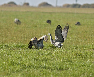 Dance of the Cranes 