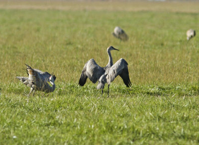 Dance of the Cranes 