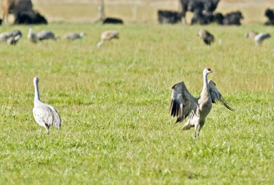 Dance of the Cranes 