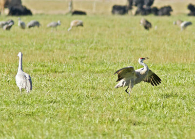 Dance of the Cranes 