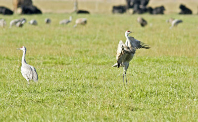 Dance of the Cranes 