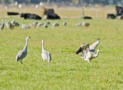 Dance of the Cranes 
