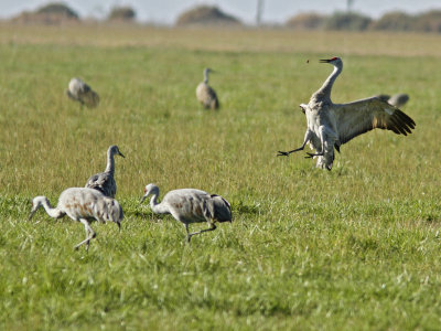 Dance of the Cranes 