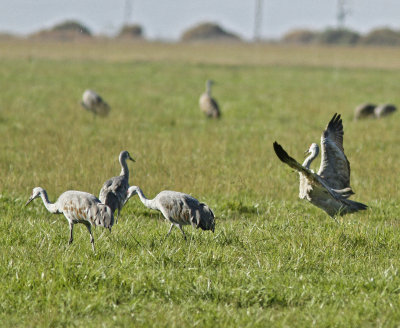 Dance of the Cranes 