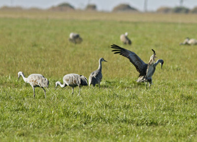 Dance of the Cranes 