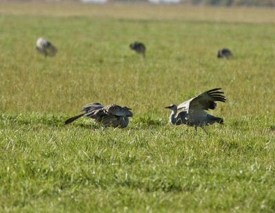Dance of the Cranes, Merced NWR November 2012