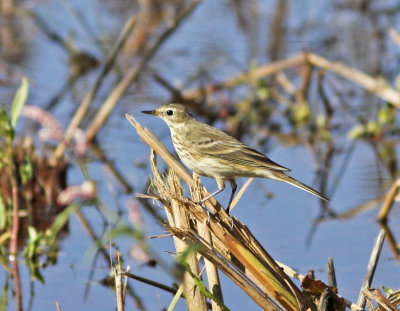 American Pipit at Merced NWR.jpg