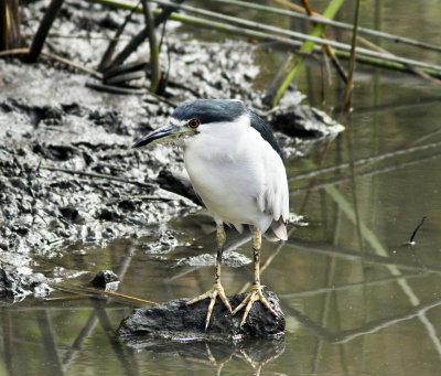 Black-Crowned Night Heron at Neary Lagoon.jpg