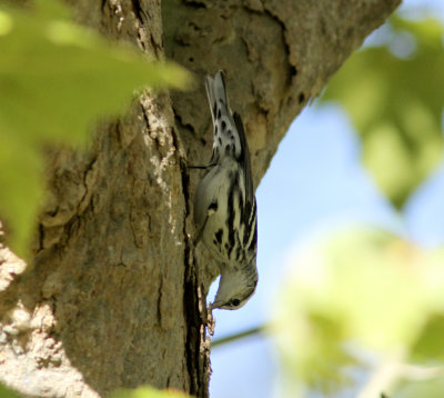 Black-and-white Warbler in Bethany Curve.jpg