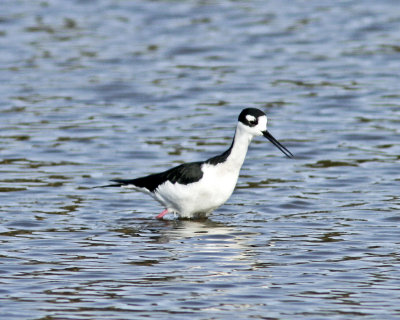 Black-necked Stilt at Jetty Rd.jpg