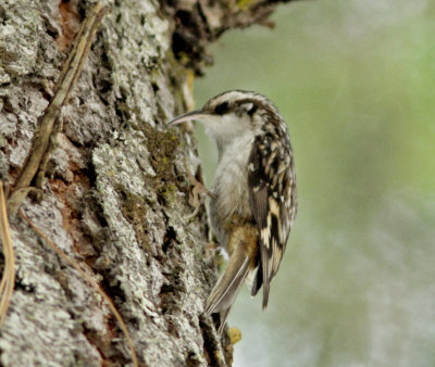 Brown Creeper at Shaver Lake.jpg