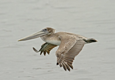 Brown Pelican 2 at Jetty Rd.jpg