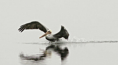 Brown Pelican at Jetty Rd copy.jpg