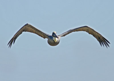 Brown Pelican at Jetty Rd.jpg