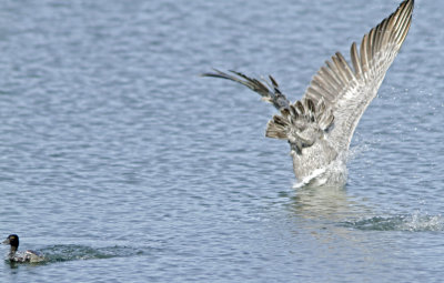 Brown Pelican diving 2 at Jetty Rd.jpg