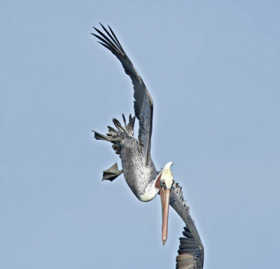 Brown Pelican diving at Jetty Rd.jpg