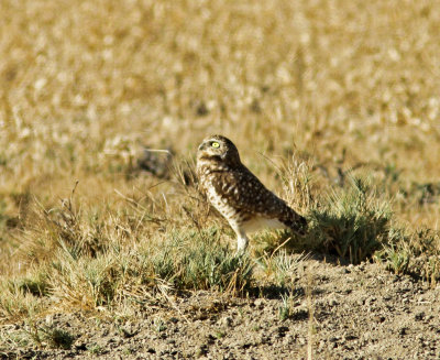 Burrowing Owl at Merced NWR.jpg
