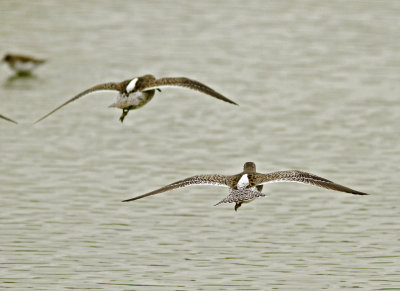 Dowitchers at Salinas Ponds.jpg