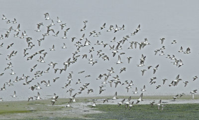 Dunlins and Peeps at Moonglow.jpg