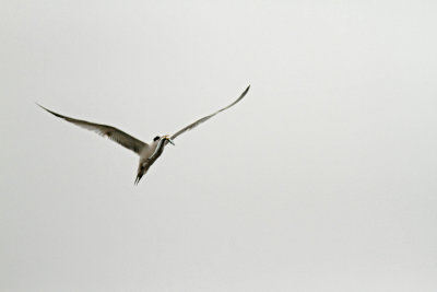 Elegant Tern at Jetty Rd.jpg