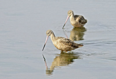 Godwits at Jetty Roa.jpg