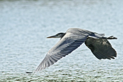 Great Blue Heron flying at Laguna.jpg