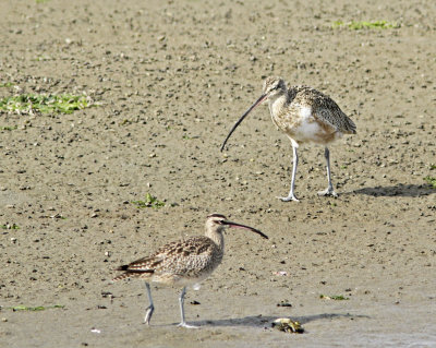 Kerlew and Whimbrel at Jetty Rd.jpg