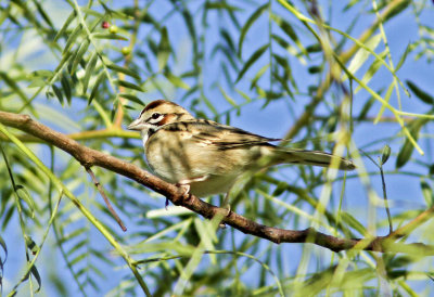 Lark Sparrow at Mercey Hotsprings.jpg