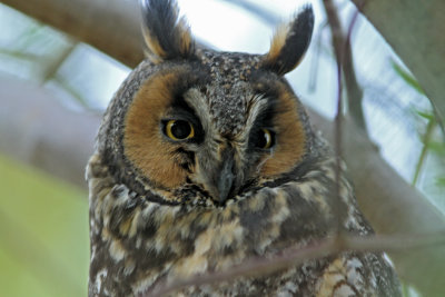 Long-eared Owl at Mercey Hotsprings.jpg
