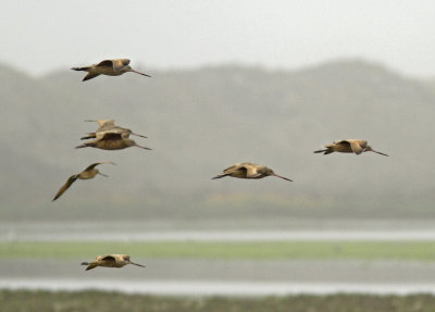 Marbled Godwits at Jetty Rd.jpg