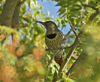 Northern Flicker at Lost Lake.jpg
