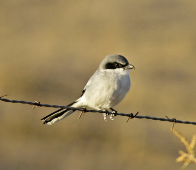 Northern Shrike along Little Panoche Rd.jpg