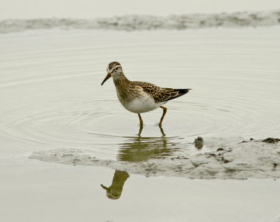 Pectoral Sandpiper at Salinas Ponds.jpg
