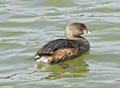 Pied-billed Grebe at Laguna.jpg